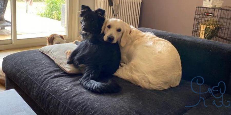 Jolene #goldenretriever et Roxy #bergeraustralien 