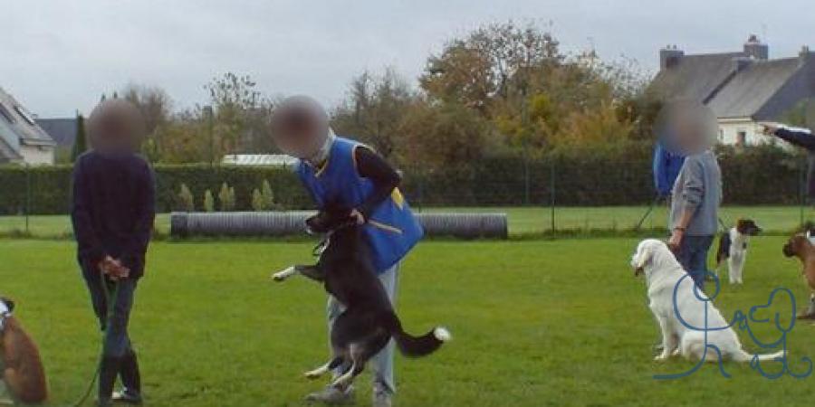 Dressage de chiens : solidarité de centaines d'édu