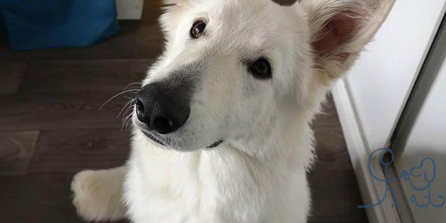 [rencontres] Voici Peggy, jeune #bergerblancsuisse