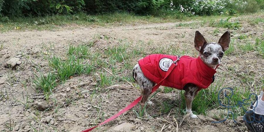 Et à la rentrée, bienvenue à Noisette #chihuahua 