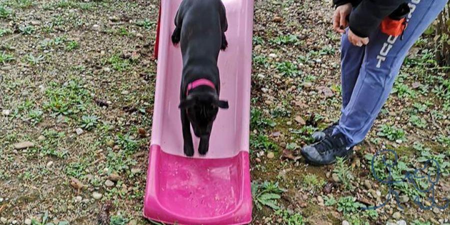 Super séance ce matin avec Pixie #staffie, Kovu #b