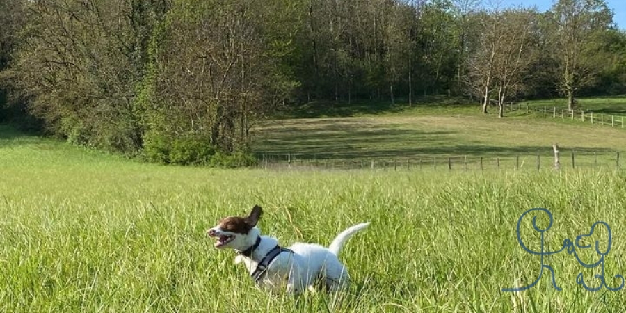 Chiens en balade, chiens heureux!