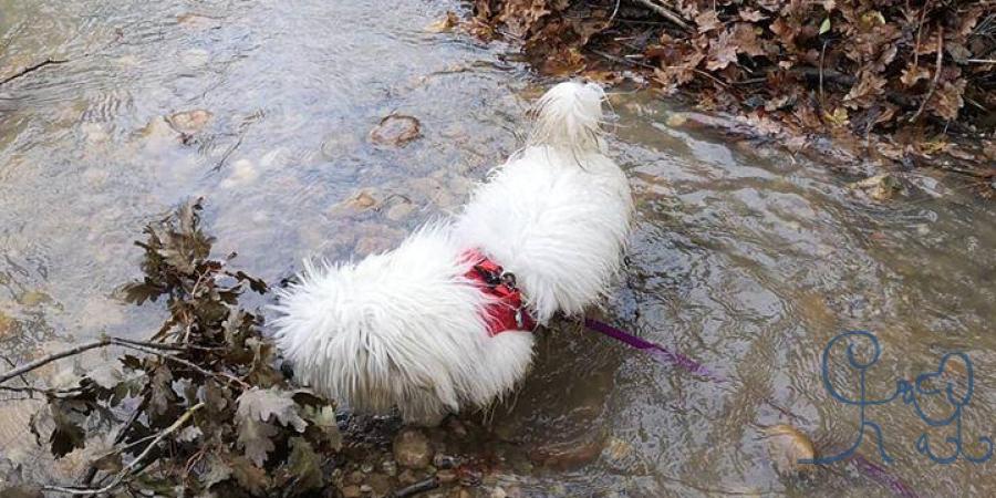 [Divers] Voici Phocus, #cottondetulear parceque mê