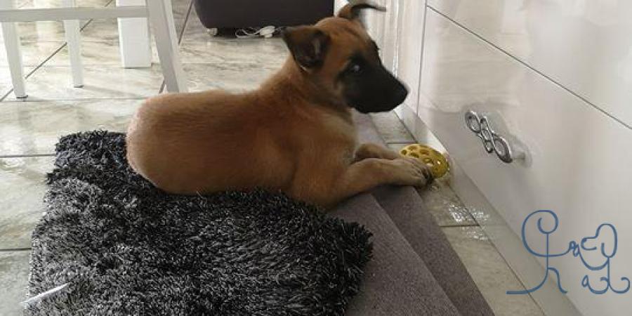 Panco #bergerbelgemalinois, bienvenue cjes les tout petits d #objectifchiens 