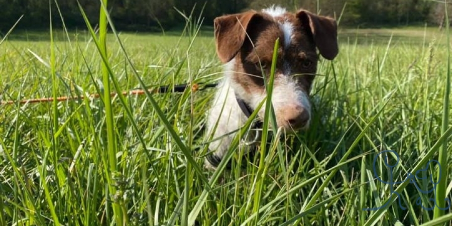 Pongo, x #foxterrier adopté il y a quelques semain