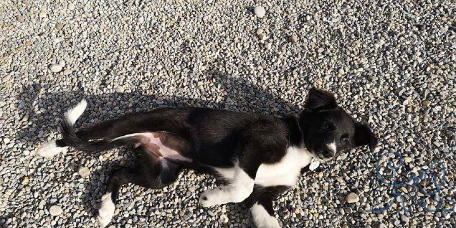 Pytha, petite #bordercollie trop mignonne, bienven