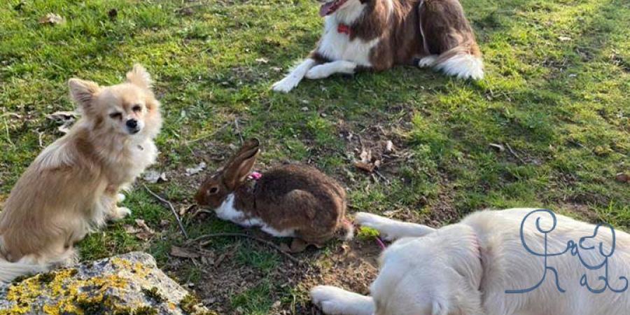 Quand les rôles s inversent et que Panpan surveille les chiens...