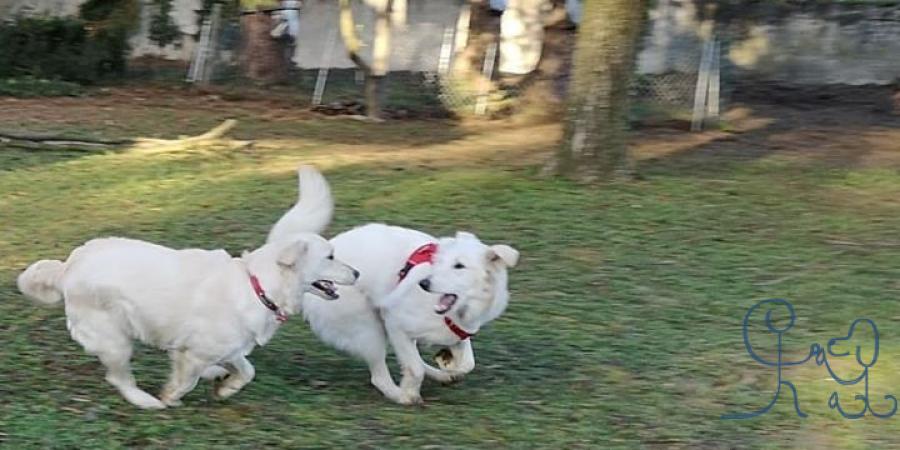 Un special Jolene #goldenretriever qui apprend son